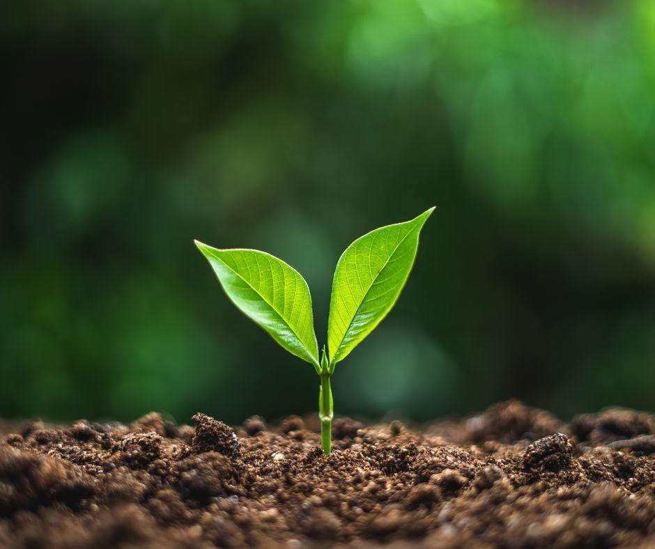 biowaste into green hydrogen